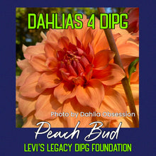 Load image into Gallery viewer, Peach Bud
