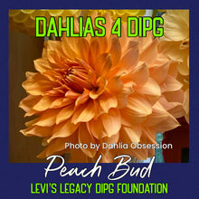 Load image into Gallery viewer, Peach Bud
