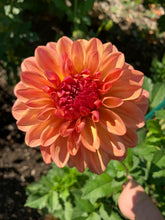 Load image into Gallery viewer, Robann Butterscotch
